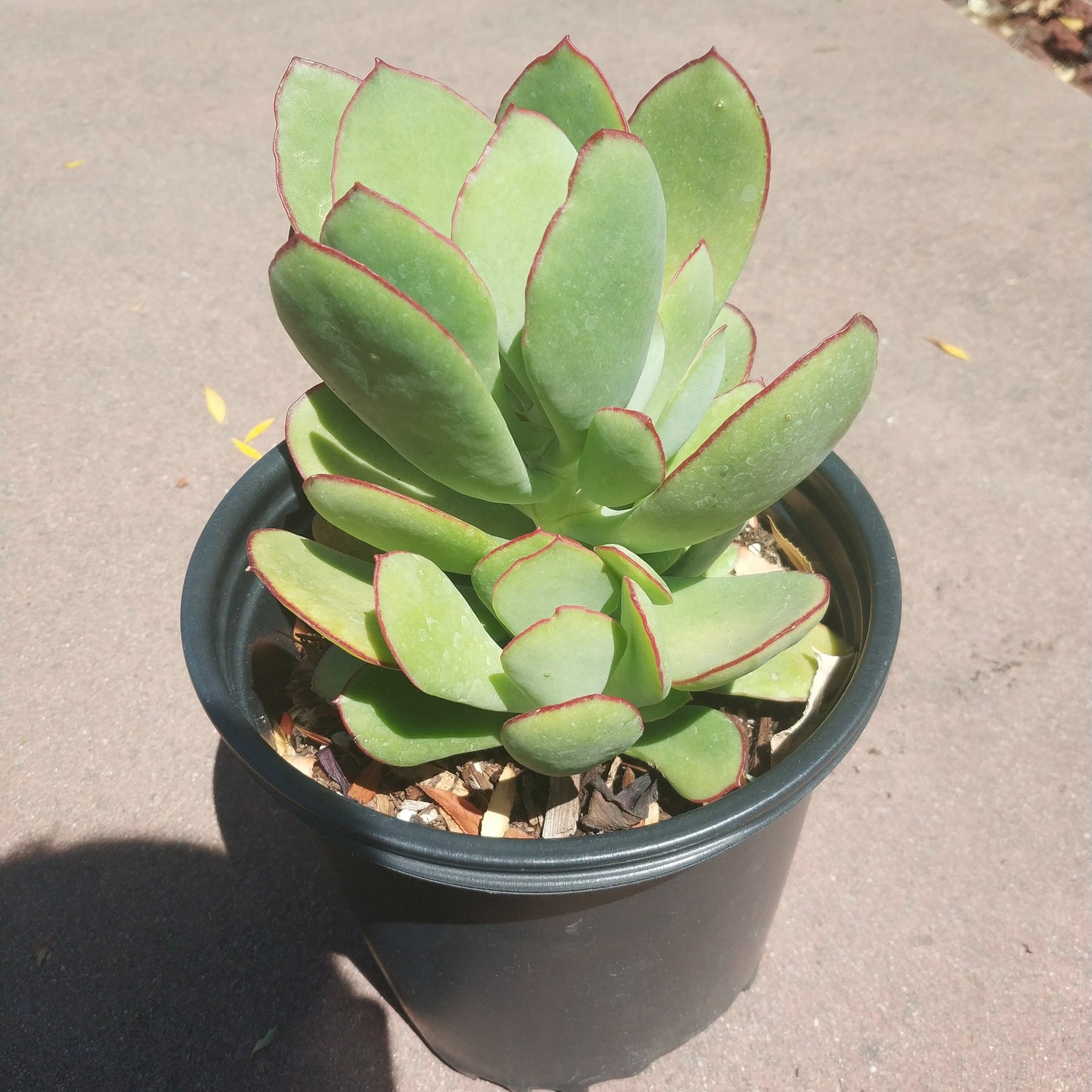 Cotyledon 'Mint Truffles'