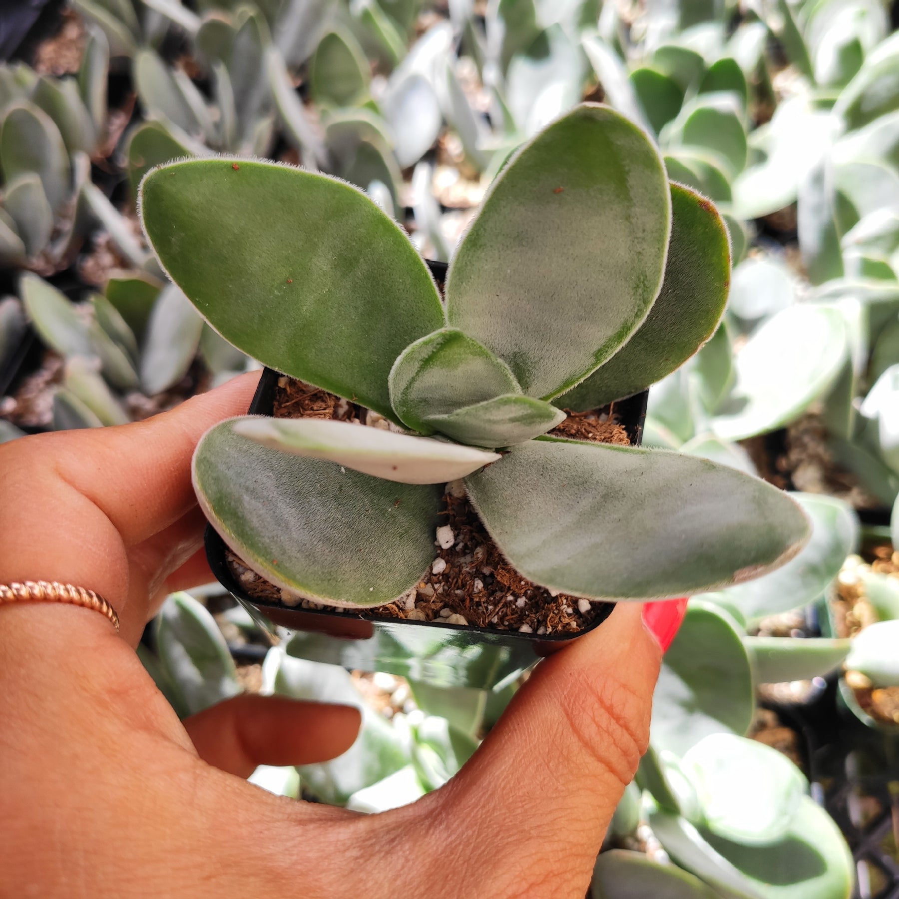 Crassula 'Fallwood'