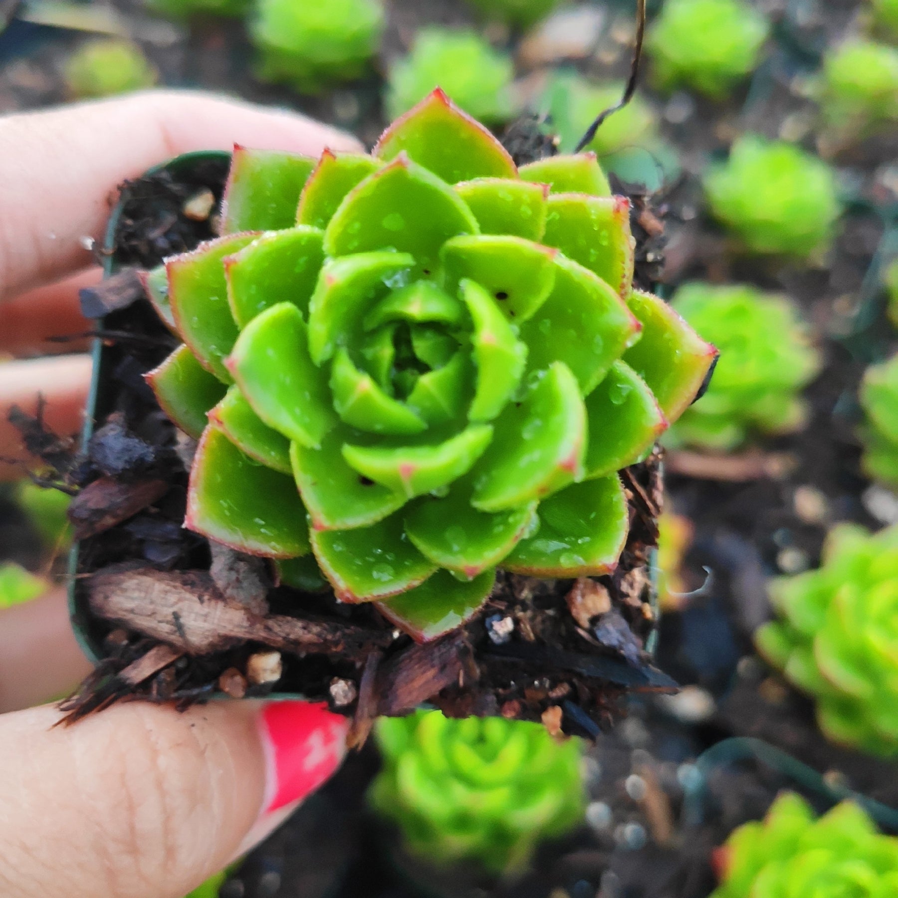 Sedeveria 'Letizia' succulent with water droplets in a small pot.