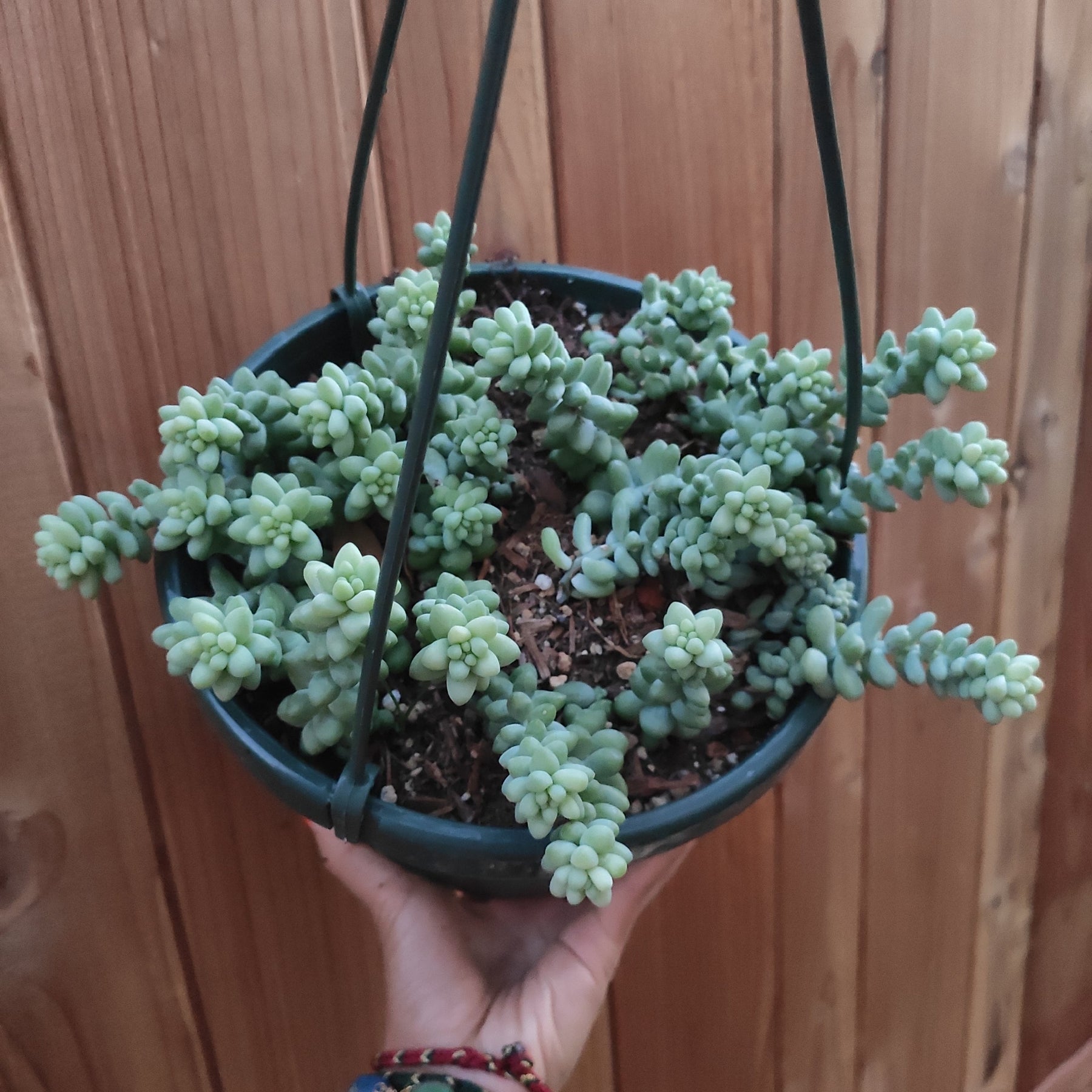 Sedum Burrito Donkey Tail - Succulents Depot