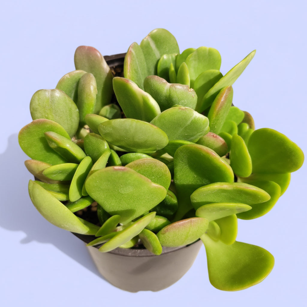 Senecio jacobsenii succulent in pot, held by hand.