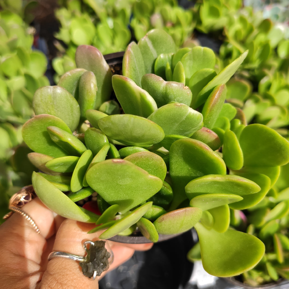 Senecio jacobsenii - Trailing Jade, Weeping Jade - Succulents Depot