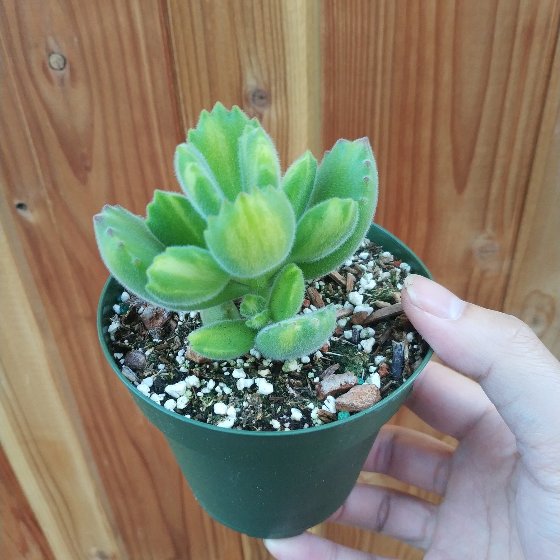 Cotyledon tomentosa Variegated Bear's Paw - Succulents Depot
