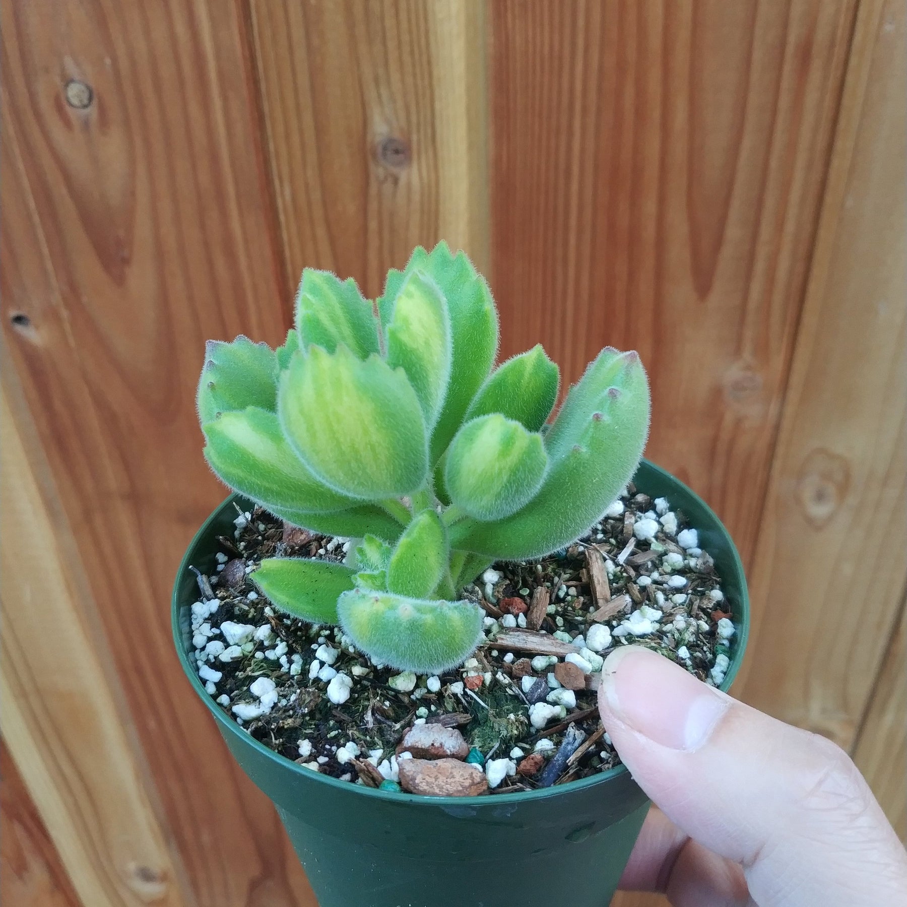 Cotyledon tomentosa Variegated Bear's Paw - Succulents Depot