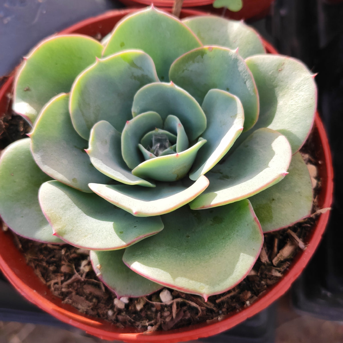 Echeveria 'Atlantis' in pot with bluish-green rosette.
