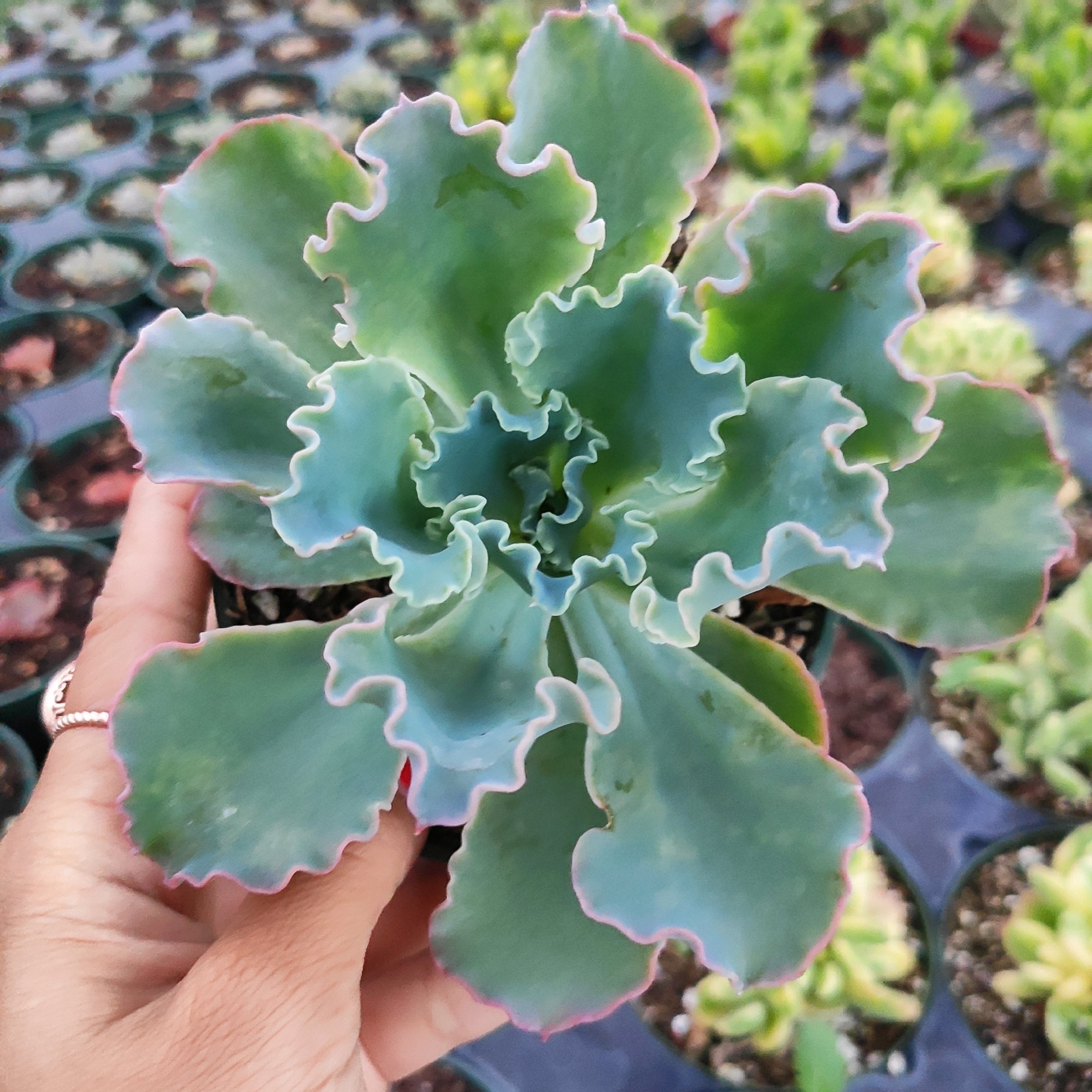 succulent blue giant Echeveria 'Giant Blue' -