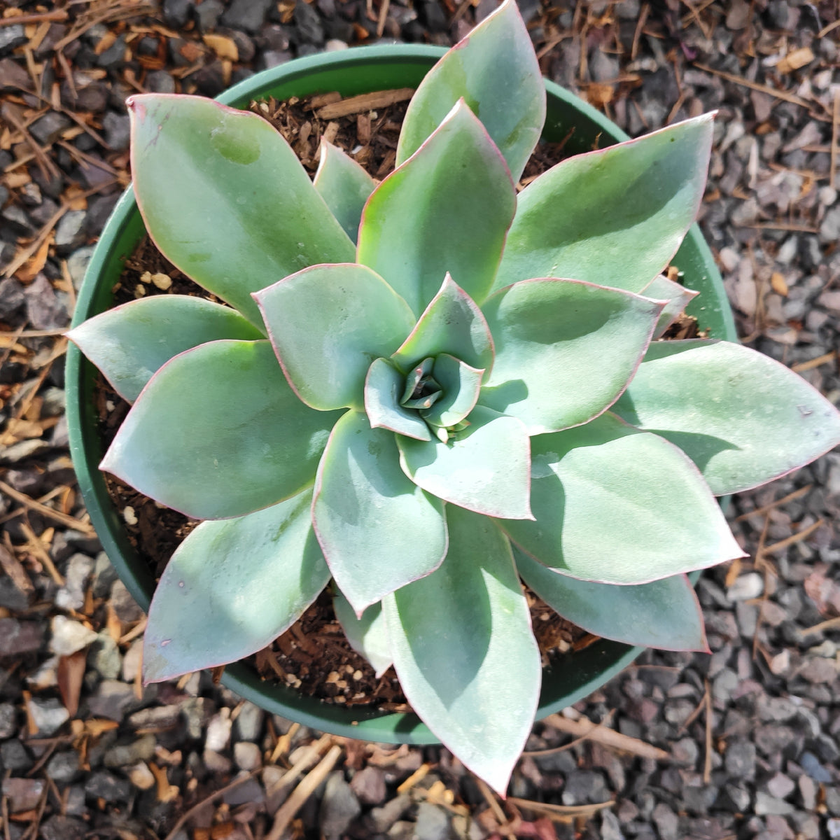 Echeveria 'Blue Light' in green pot on gravel.