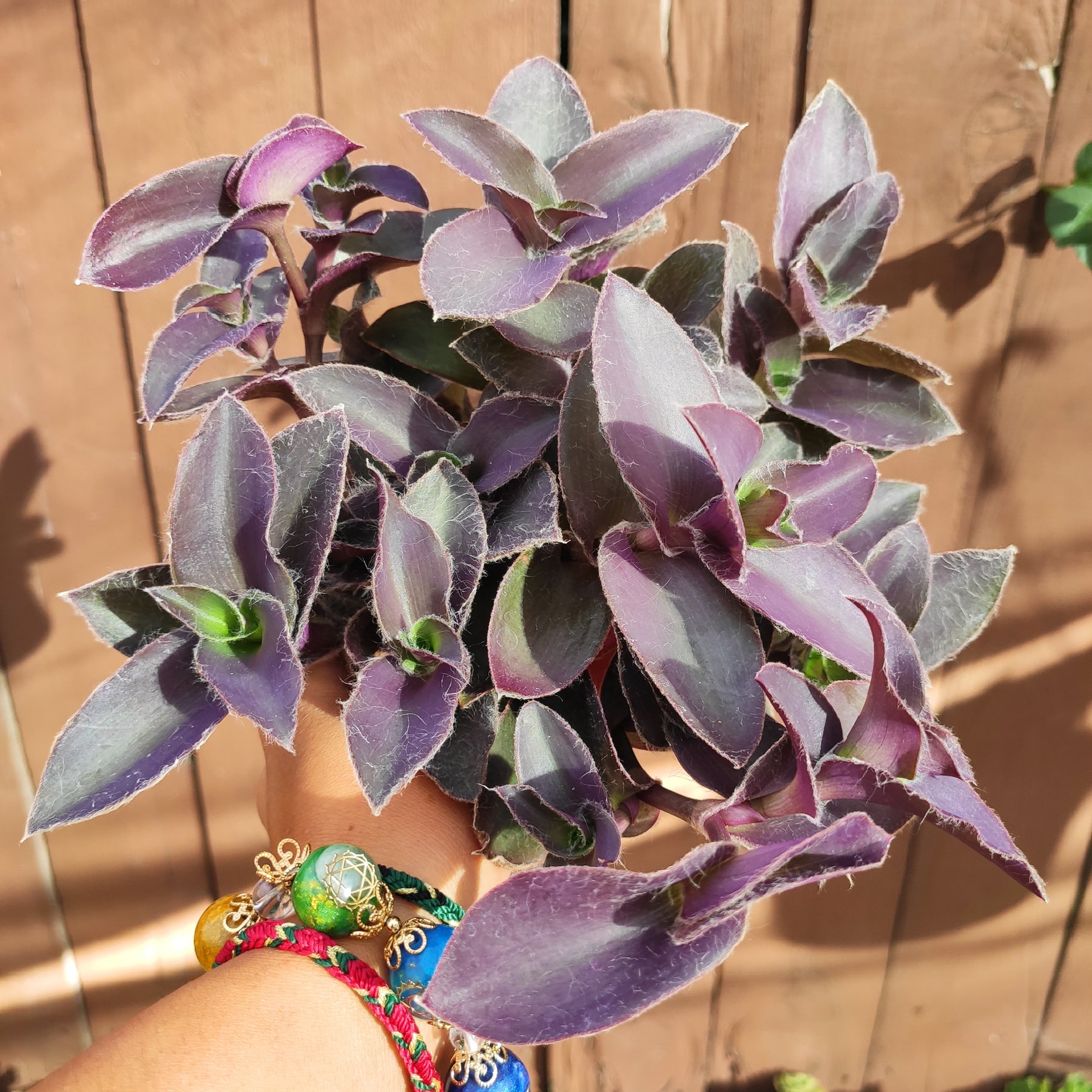 Tradescantia pallida 'Purple Heart' Wandering Dude