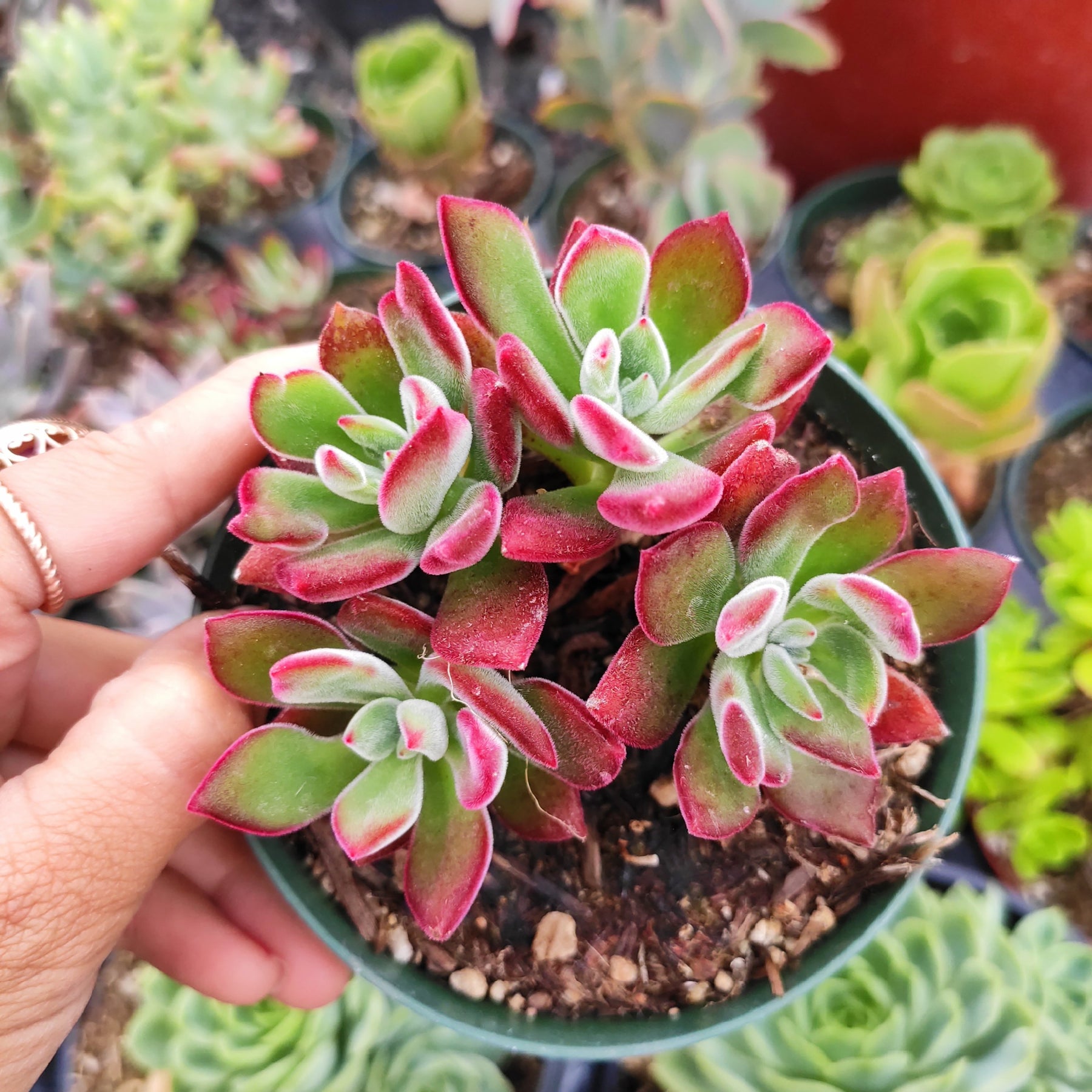 Echeveria 'Devotion'