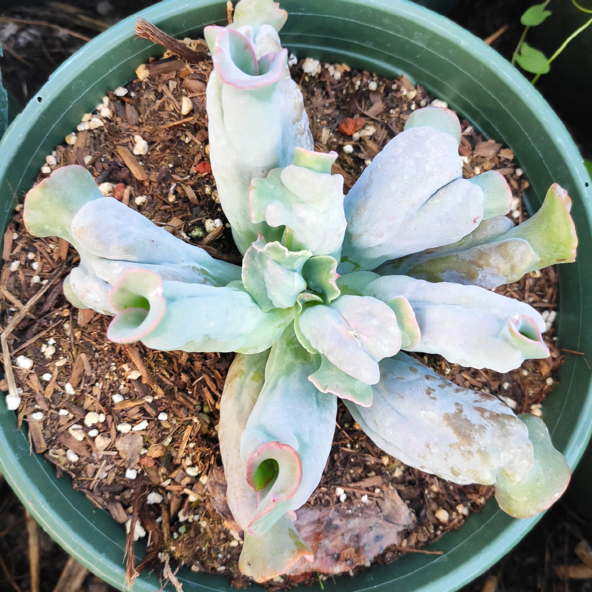 Echeveria 'Culibra' succulent with pink-edged curled leaves.