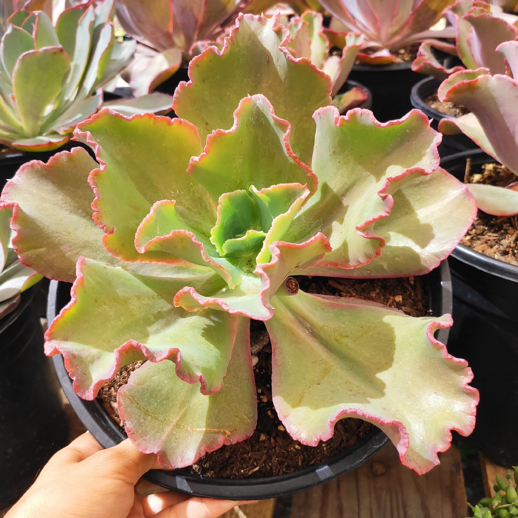 Echeveria 'Dick's Pink' - Succulents Depot