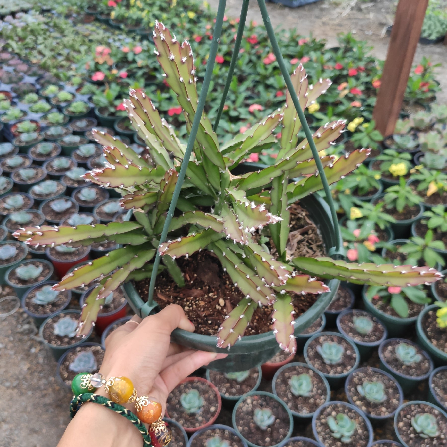 Lepismium Cruciforme - Succulents Depot