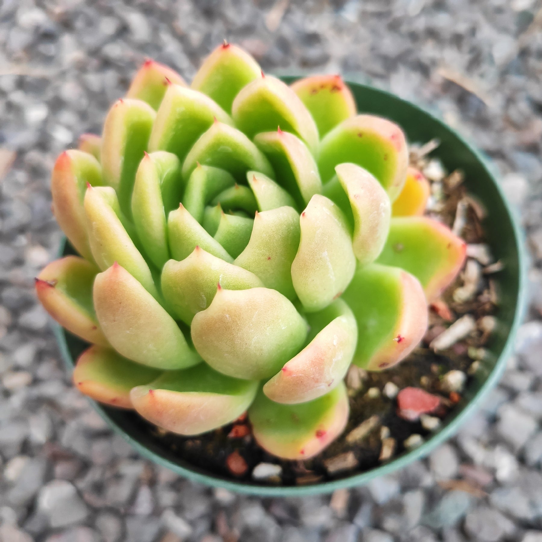 Echeveria agavoides 'Gilva'