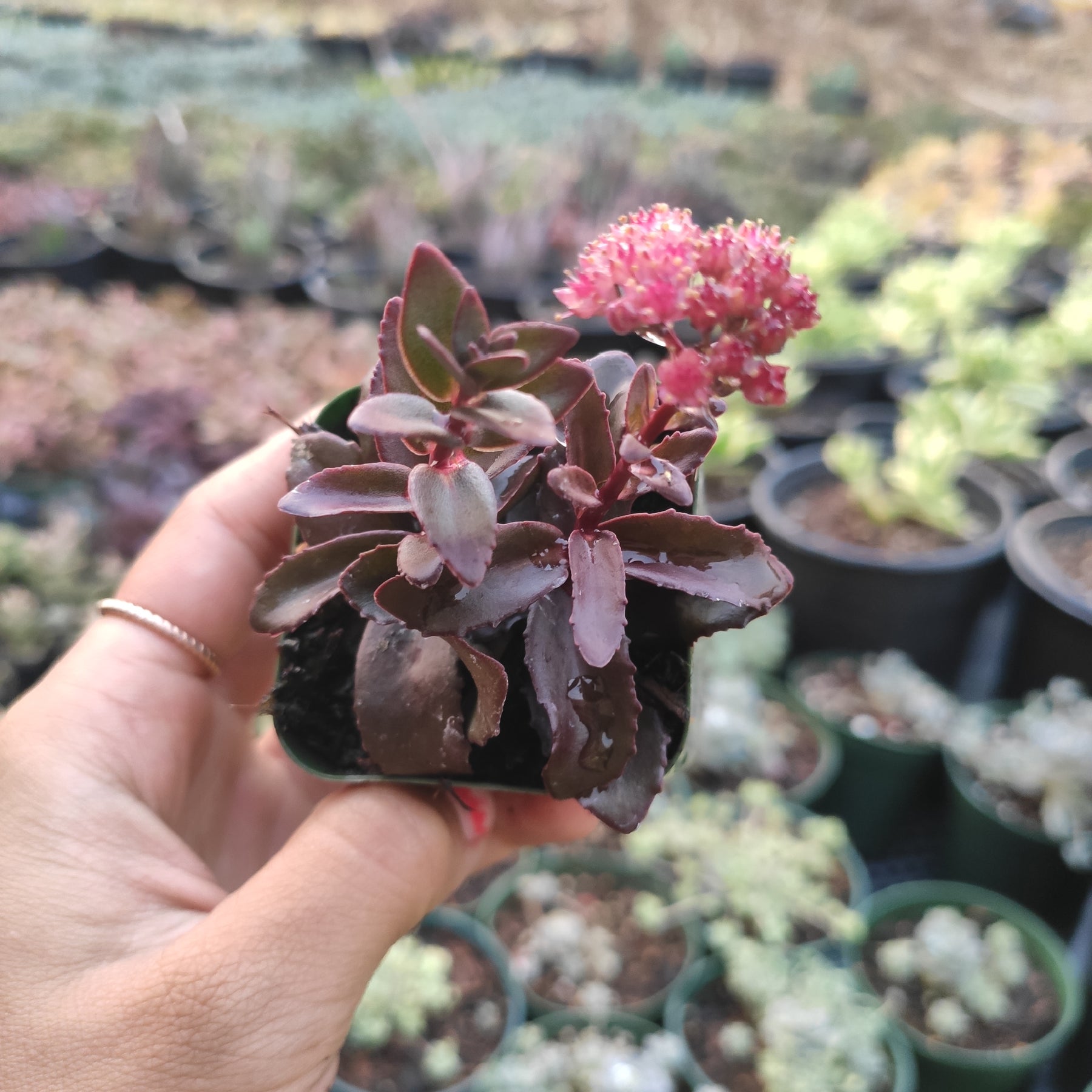 Sedum 'Dark Magic'