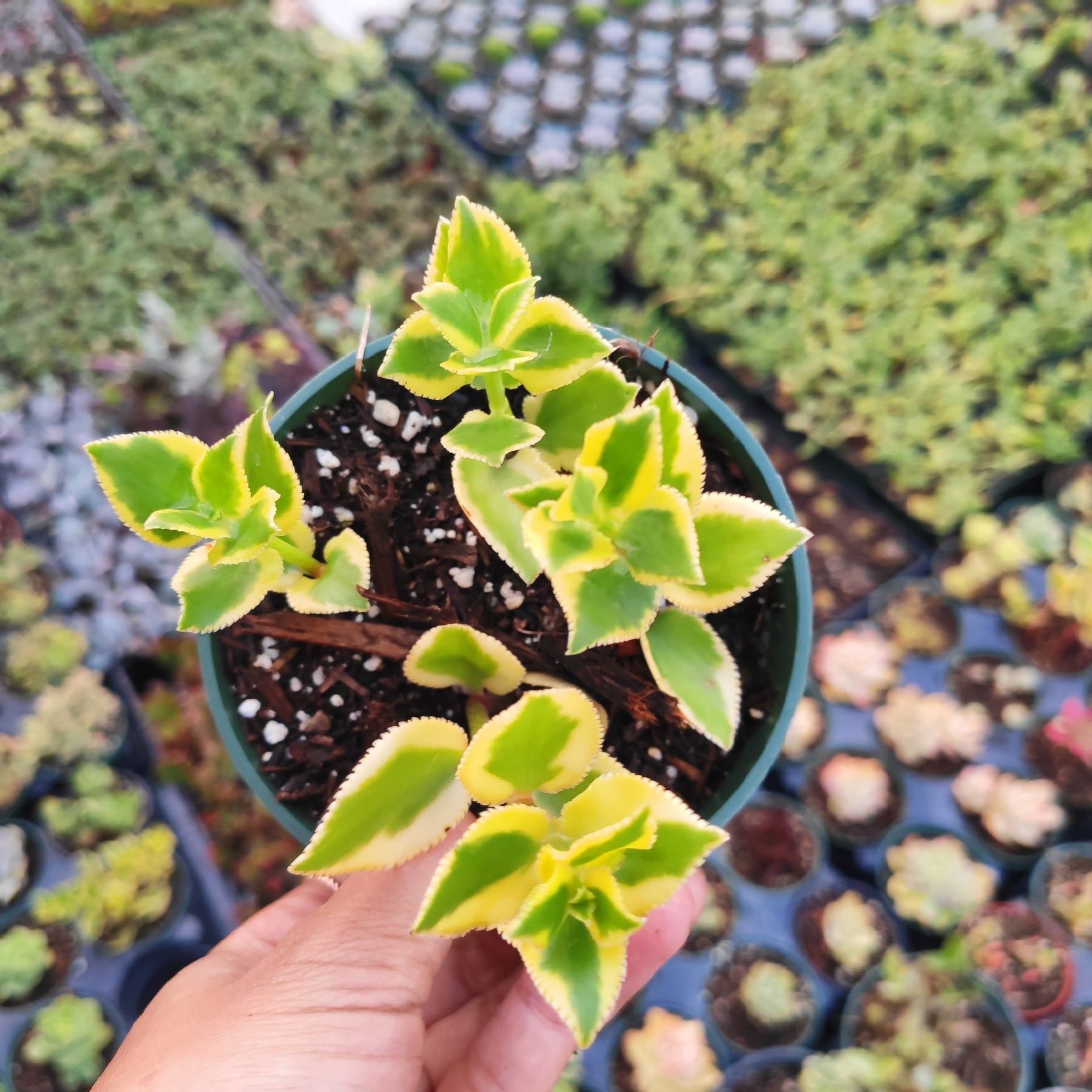 Crassula sarmentosa 'Comet' Variegata