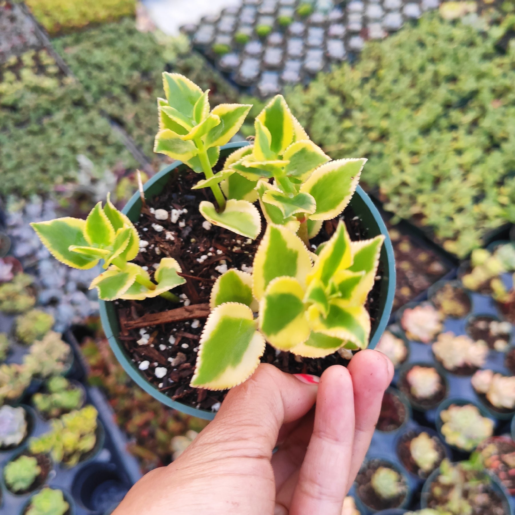 Crassula sarmentosa 'Comet' Variegata