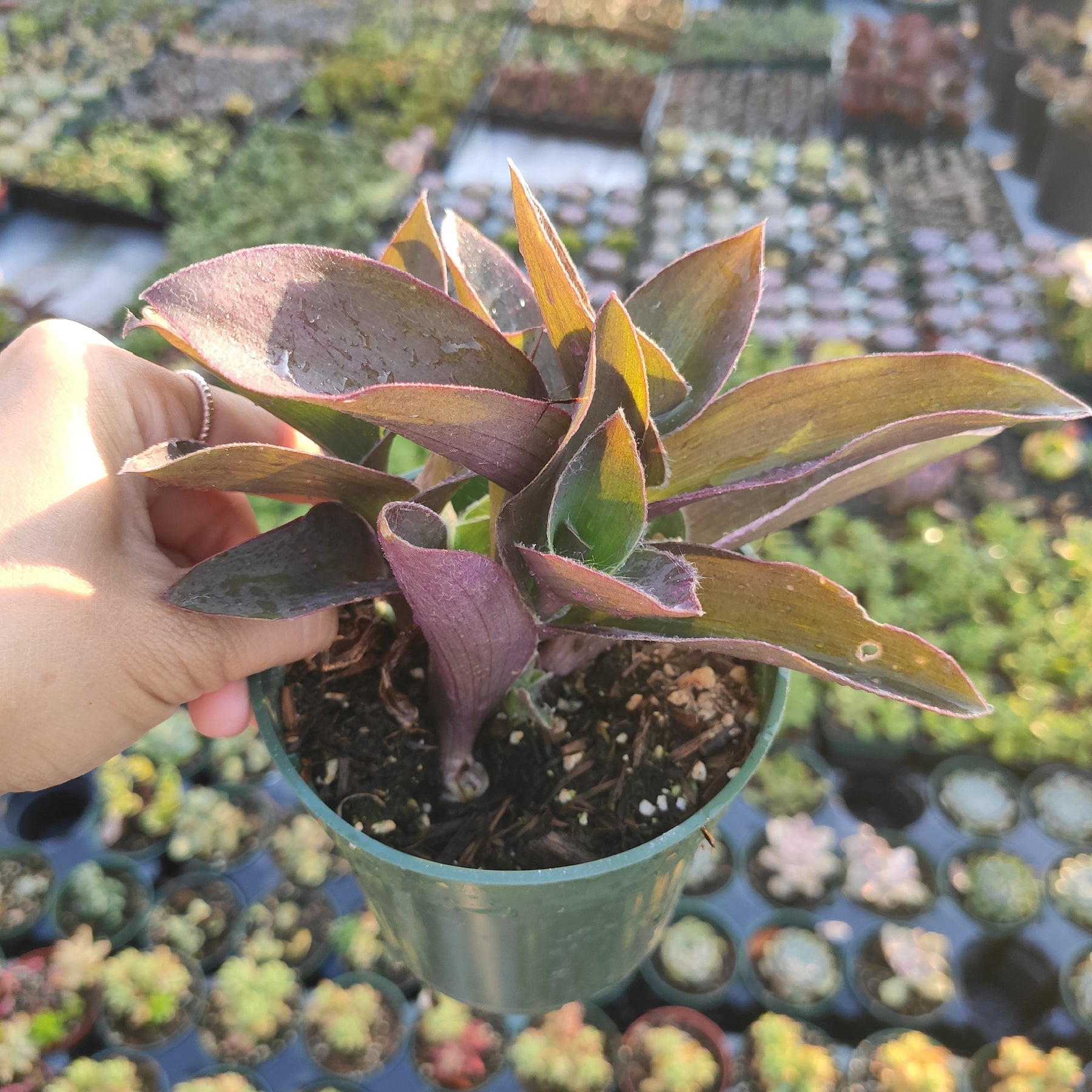 Tradescantia pallida 'Purple Heart' Wandering Dude