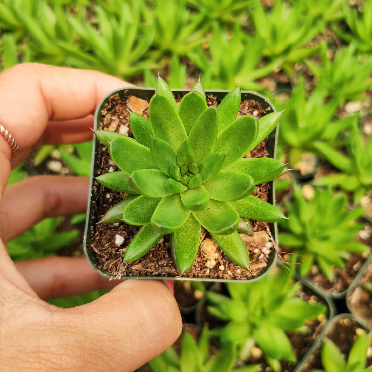 Orostachys fimbriata succulent in square pot held in hand.