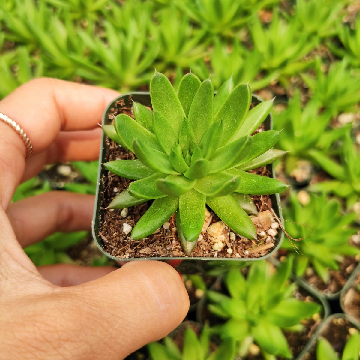 Orostachys fimbriata succulent in a small nursery pot.