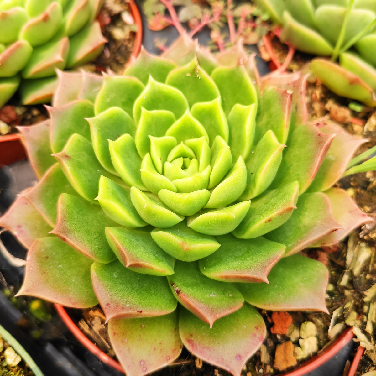 Echeveria 'Red Hole' succulent with green leaves, reddish tips.