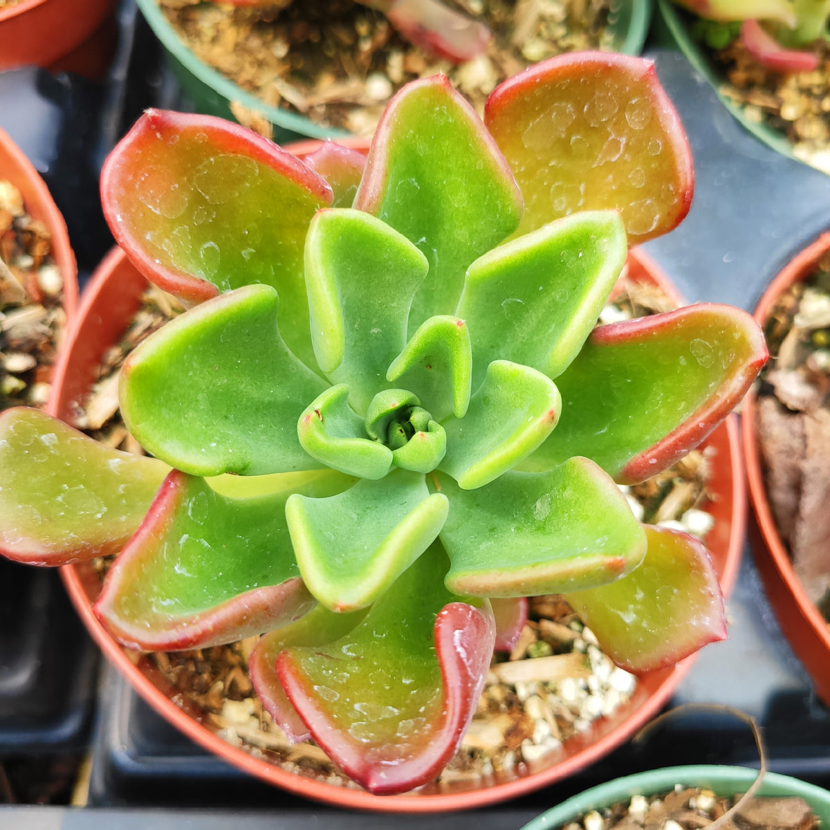 Echeveria 'Goochie' rosette succulent in nursery tray.