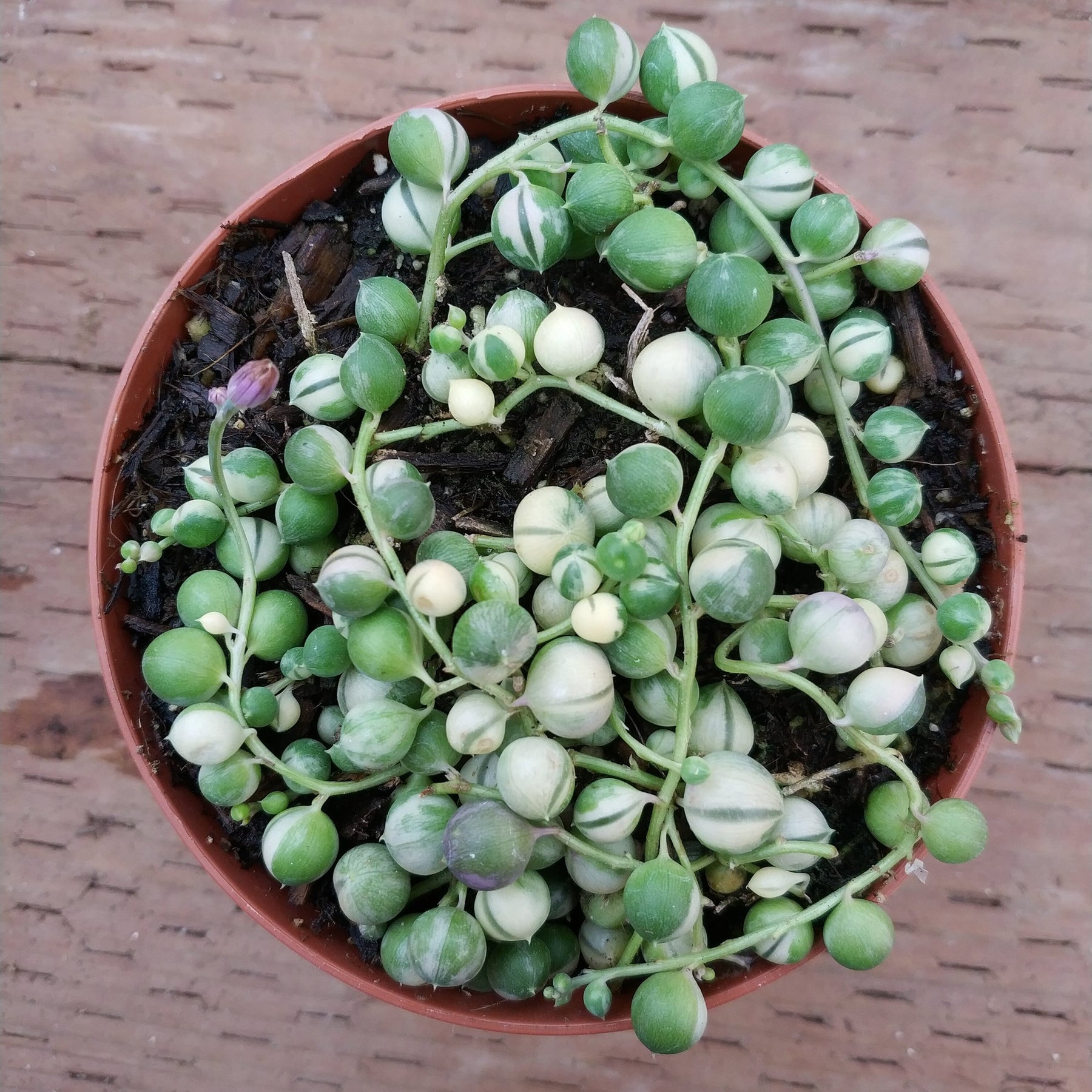 Variegated String of Pearls Senecio rollqwleyanus - Succulents Depot