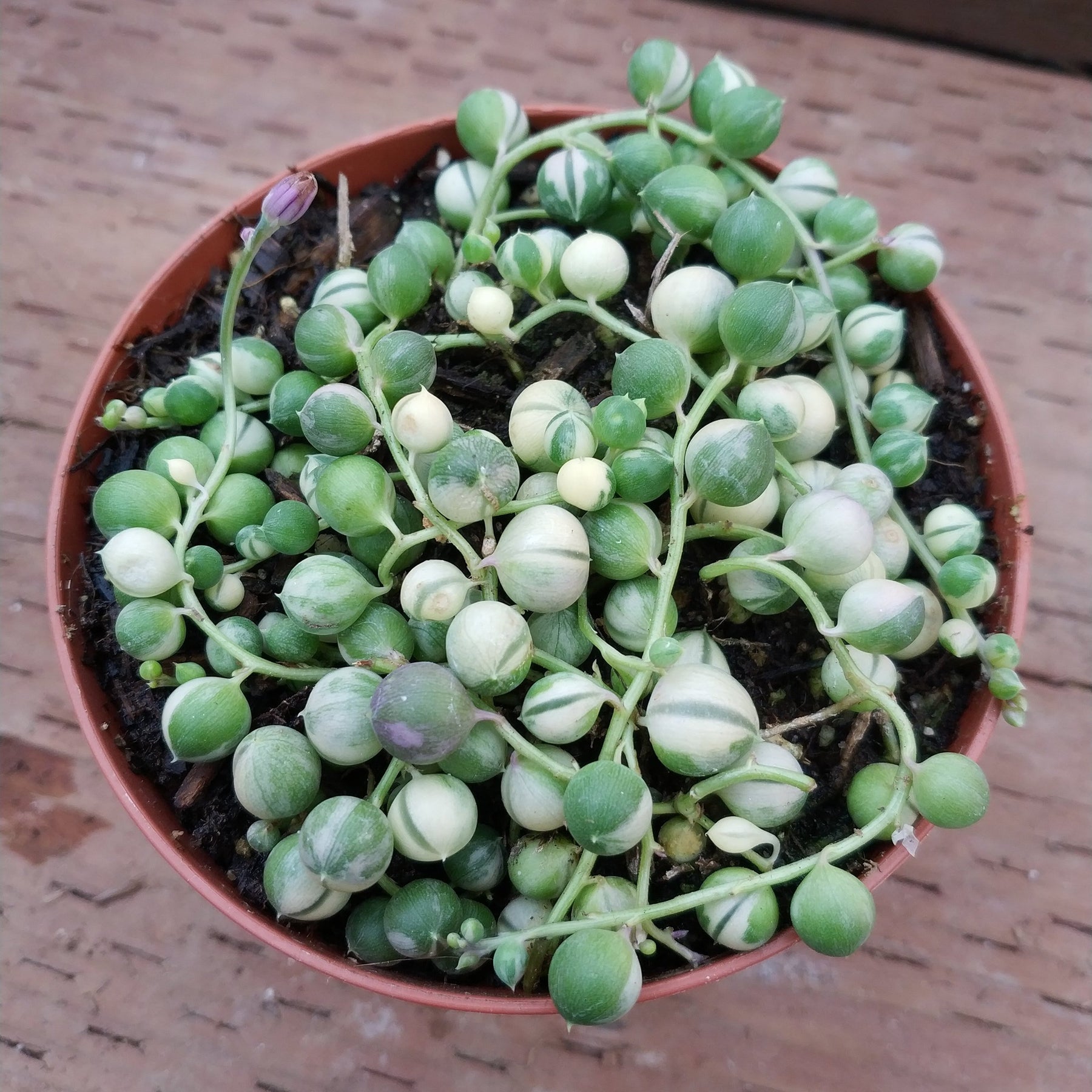 Variegated String of Pearls Senecio rollqwleyanus - Succulents Depot