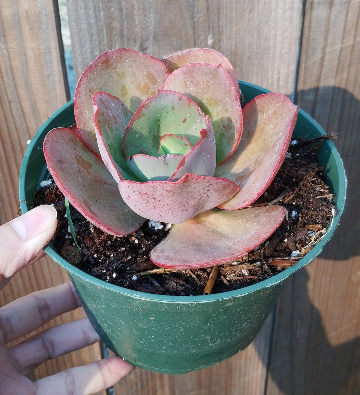Echeveria 'Kissing' succulent in green pot.