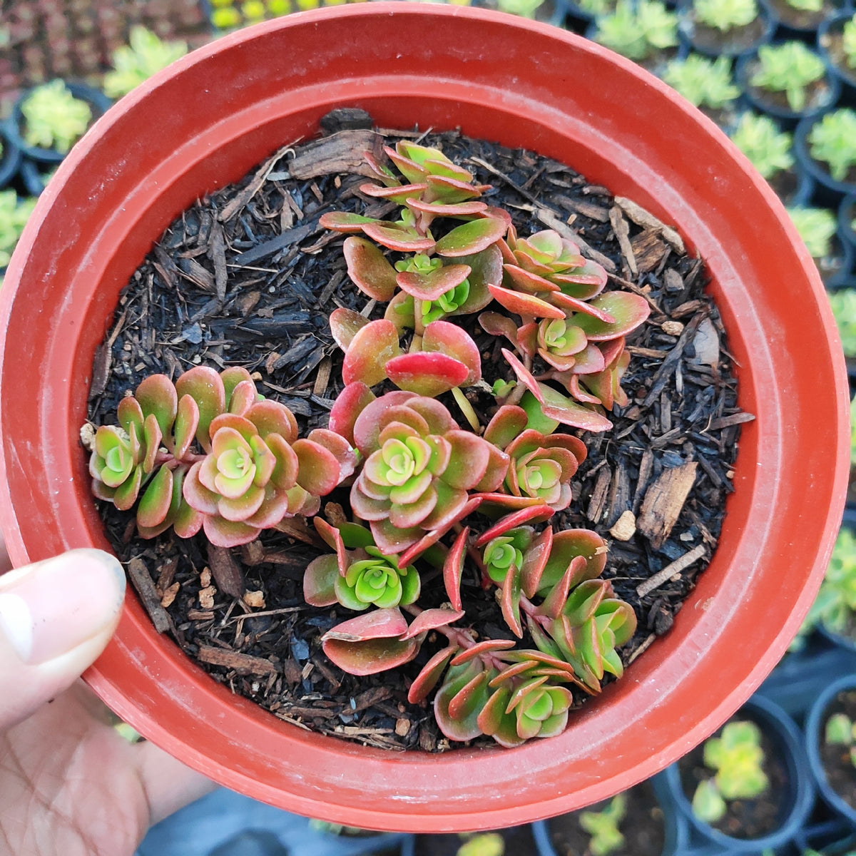 Sedum tetractinum 'Coral Reef' in a red nursery pot.