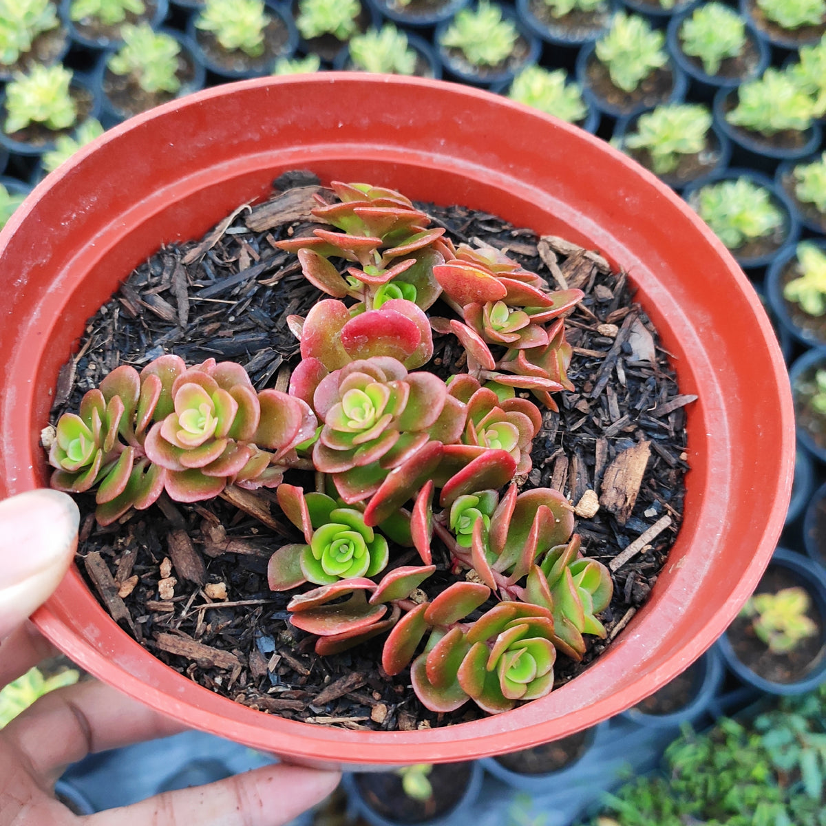 Sedum tetractinum 'Coral Reef' in small nursery pot.