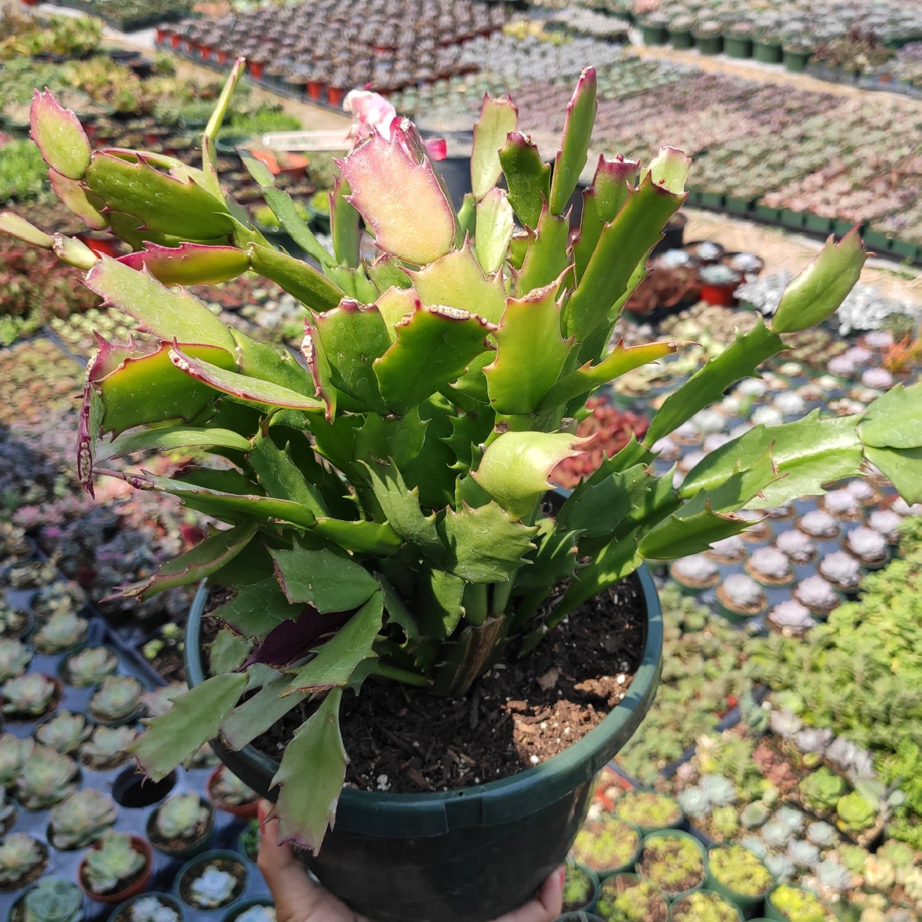 Schlumbergera truncata Thanksgiving Cactus