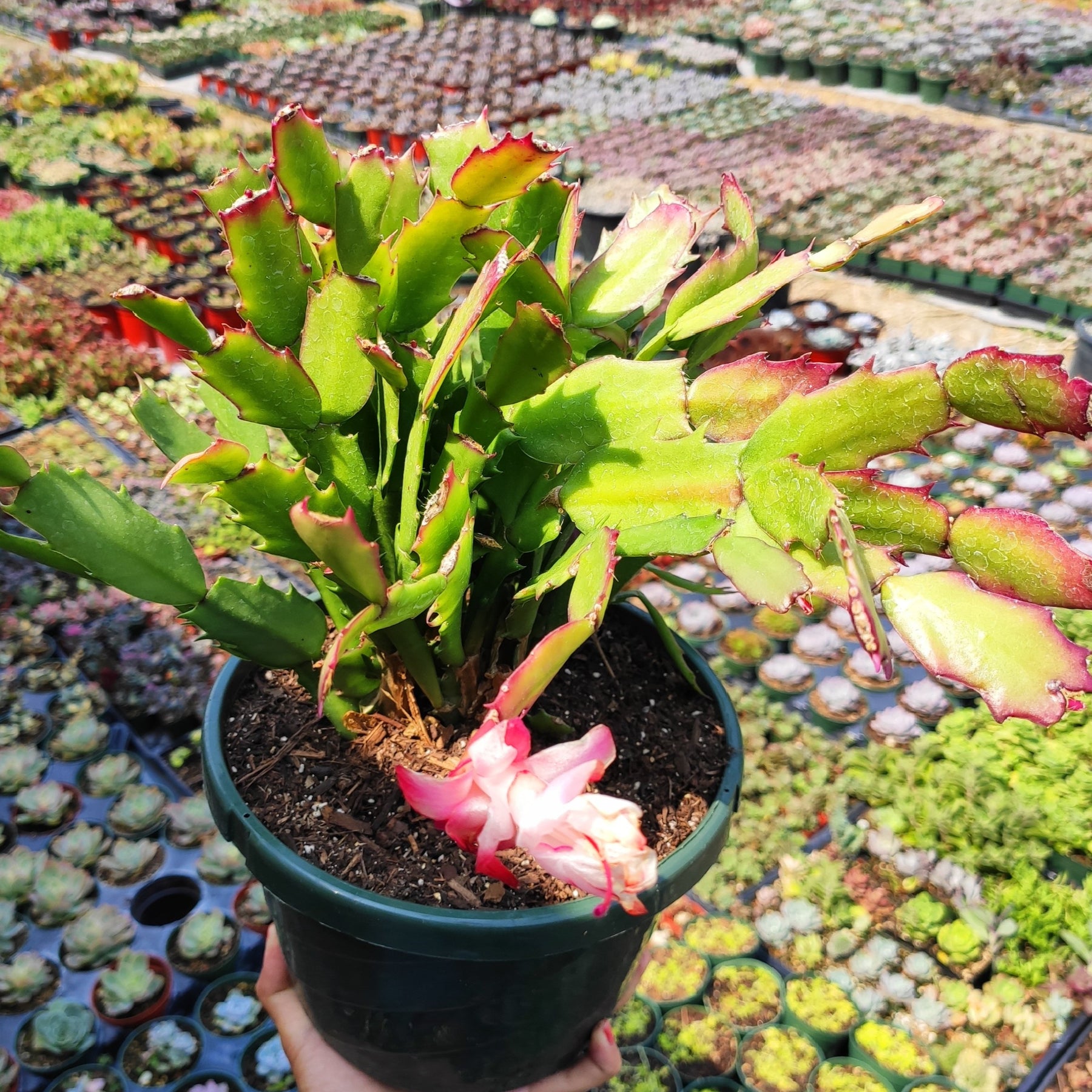 Schlumbergera truncata Thanksgiving Cactus