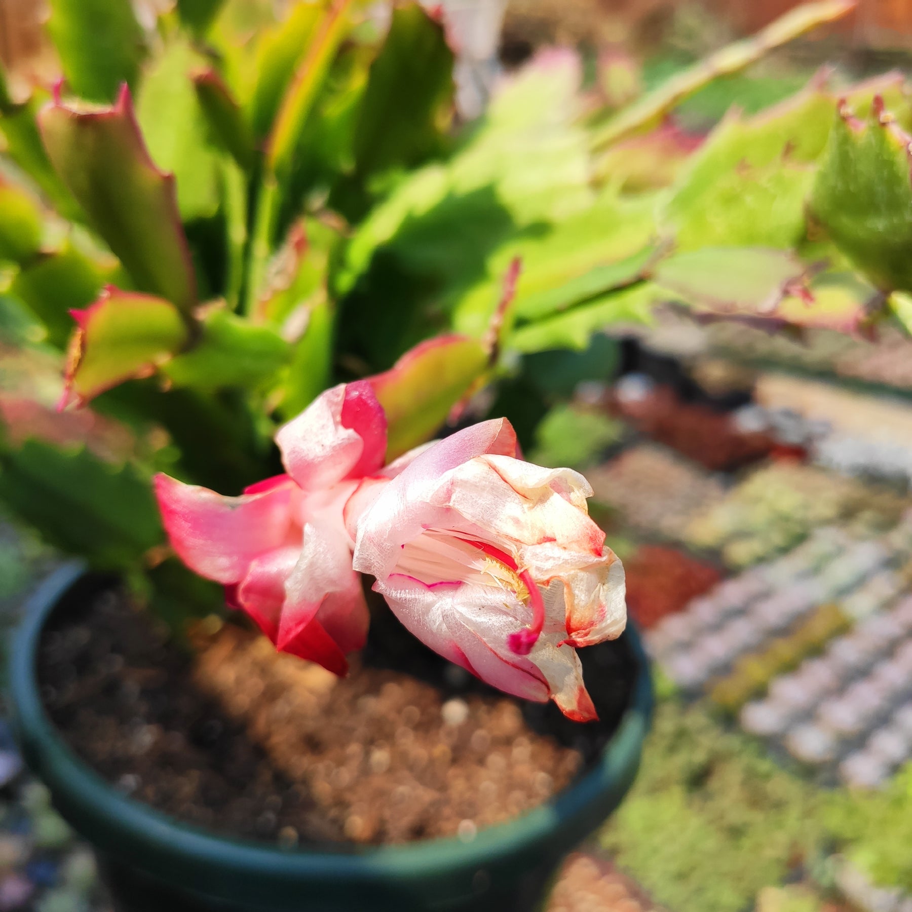 Schlumbergera truncata Thanksgiving Cactus