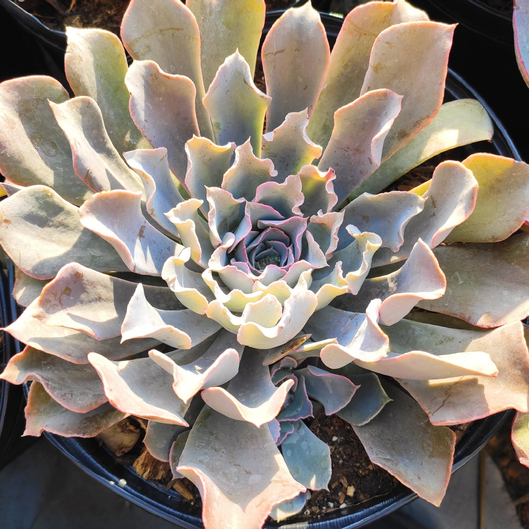 Echeveria shaviana 'Pink Frills'