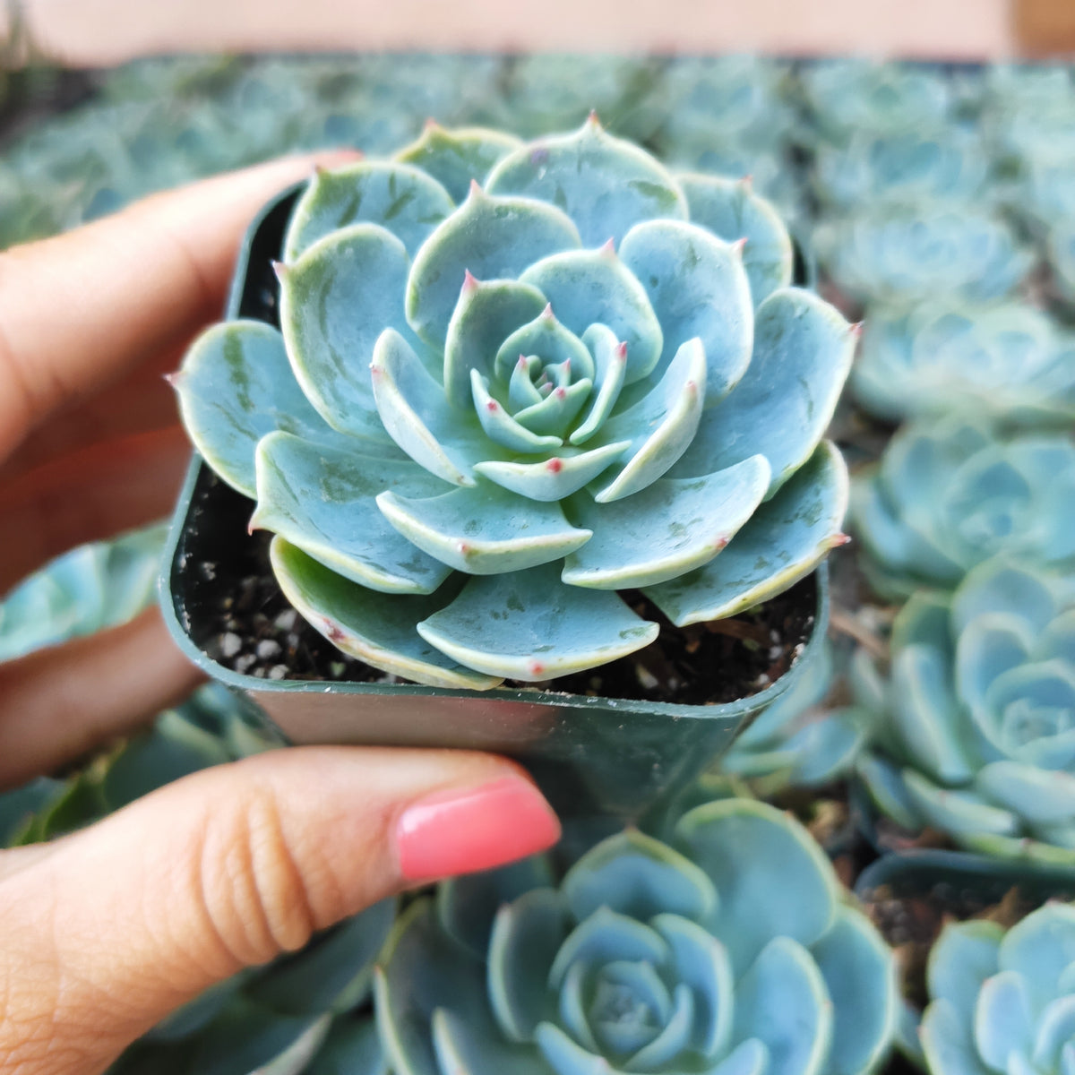 Echeveria imbricata 'Blue Rose' in a hand with pink nails.