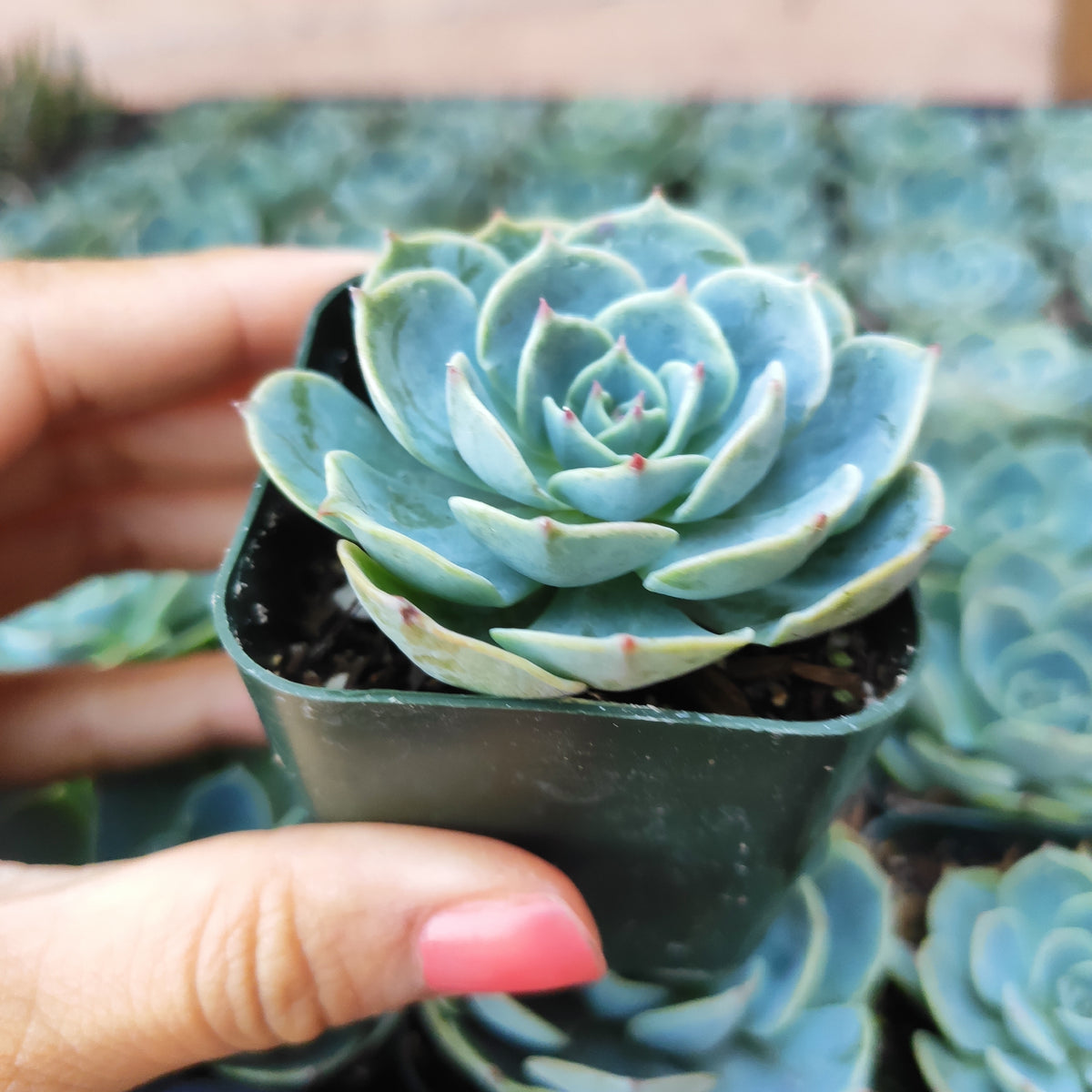 Echeveria imbricata 'Blue Rose' succulent in hand.