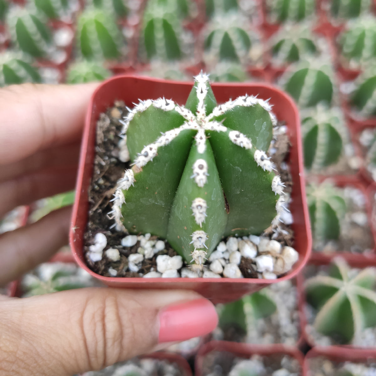 Pachycereus marginatus succulent in small red pot.