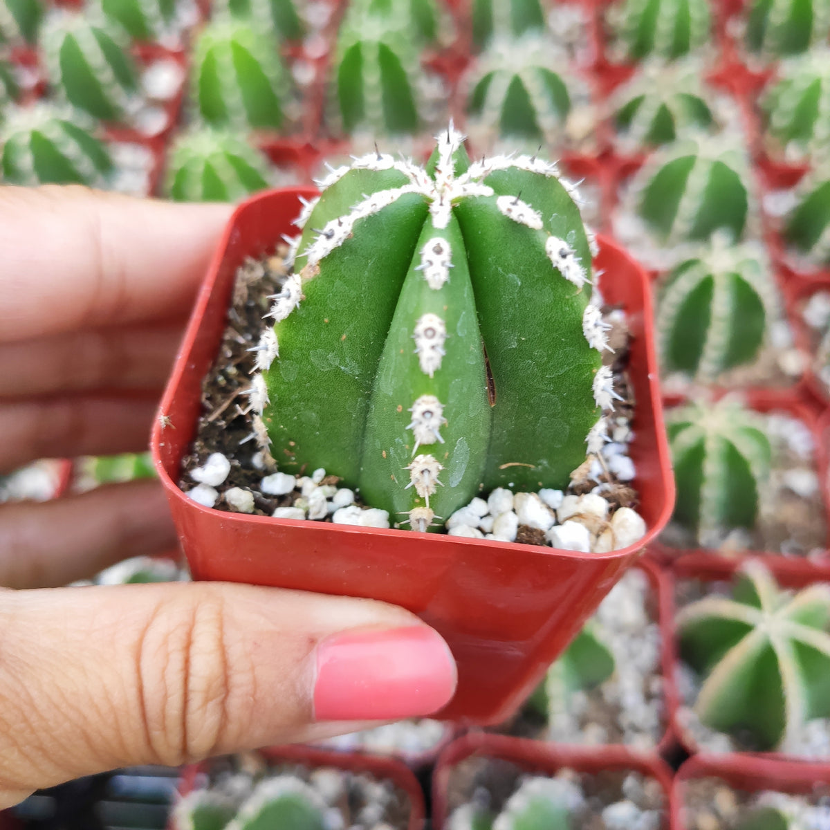 Pachycereus marginatus young succulent in red pot.