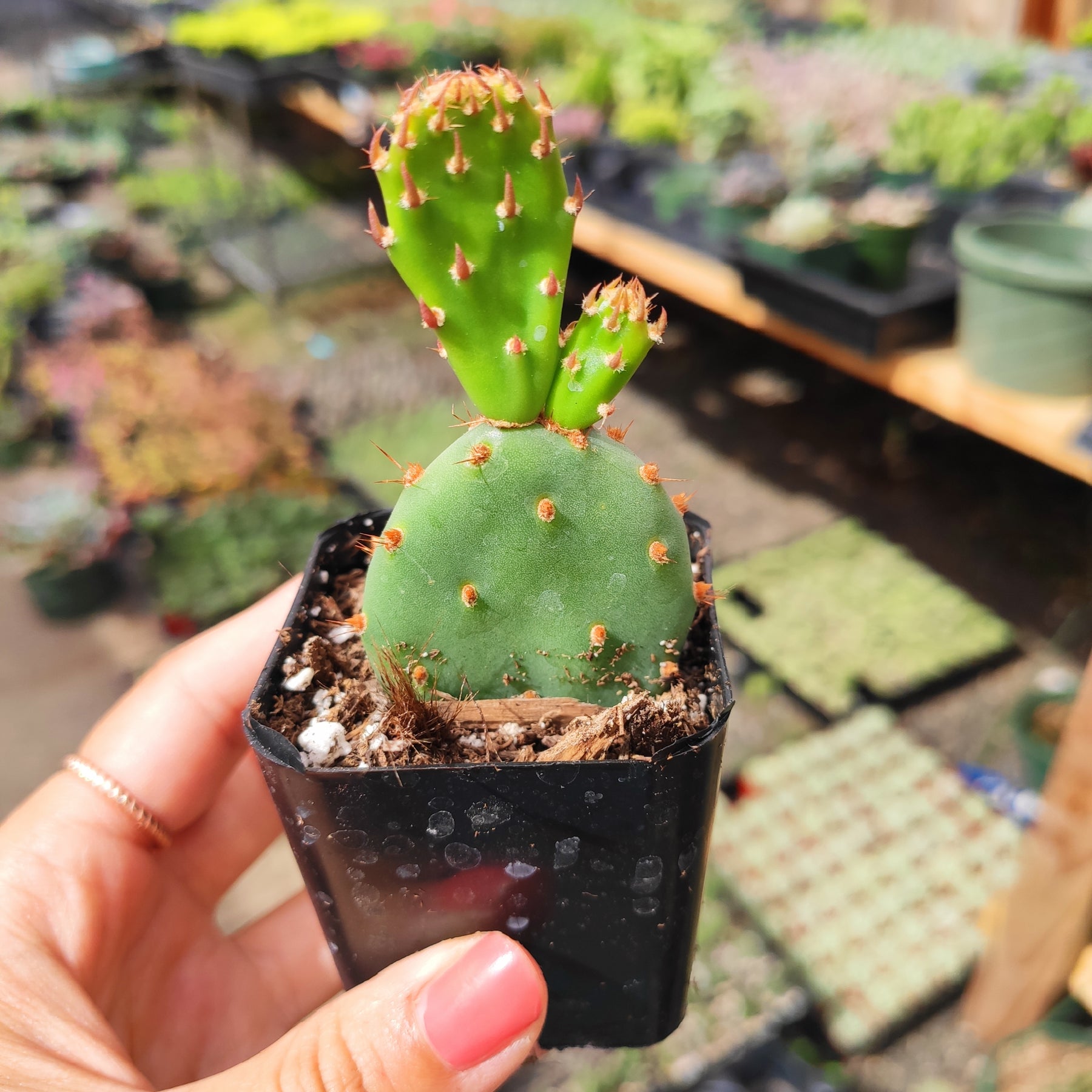 Santa Rita Purple Prickly Pear Cactus - Succulents Depot