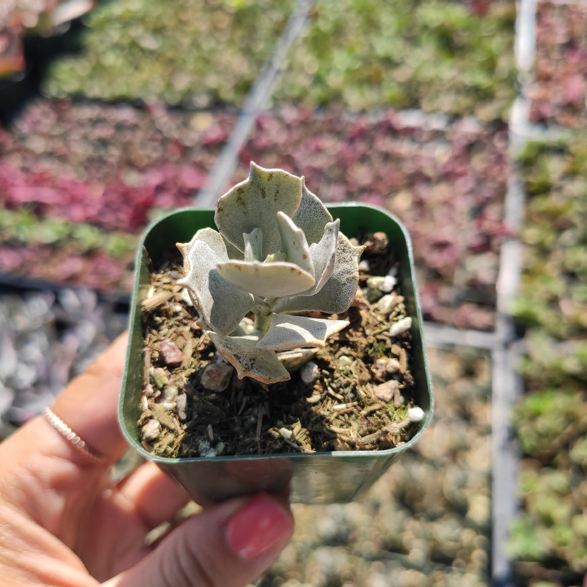 Kalanchoe rhombopilosa succulent in small square pot.
