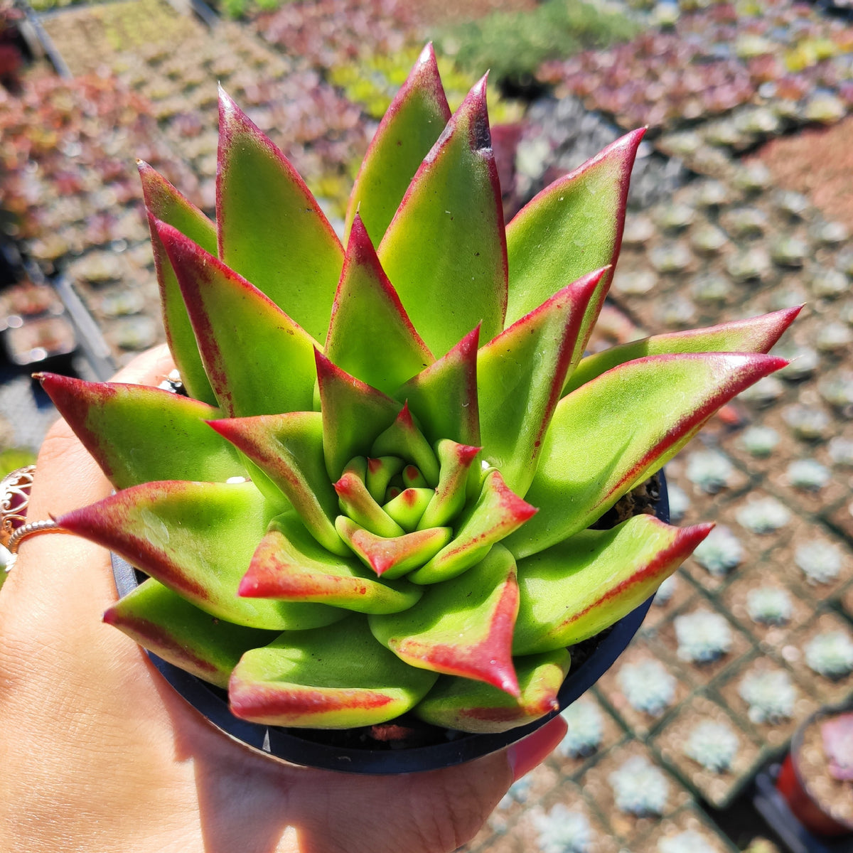 Echeveria agavoides 'Lipstick' in pot, red-tipped green leaves.