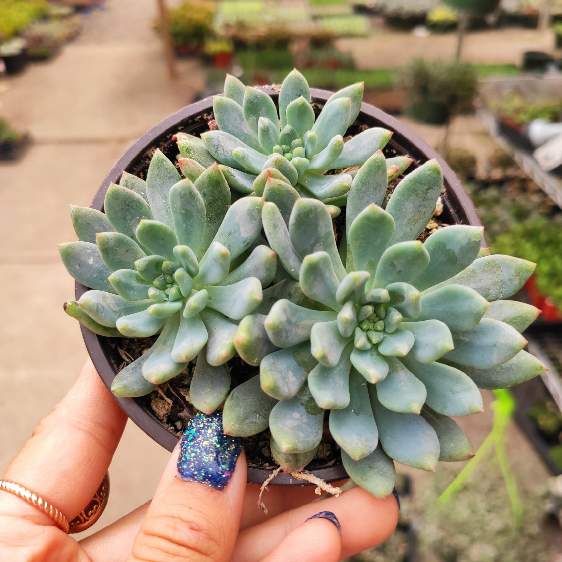 Sedeveria 'Blue Elf' - Succulents Depot