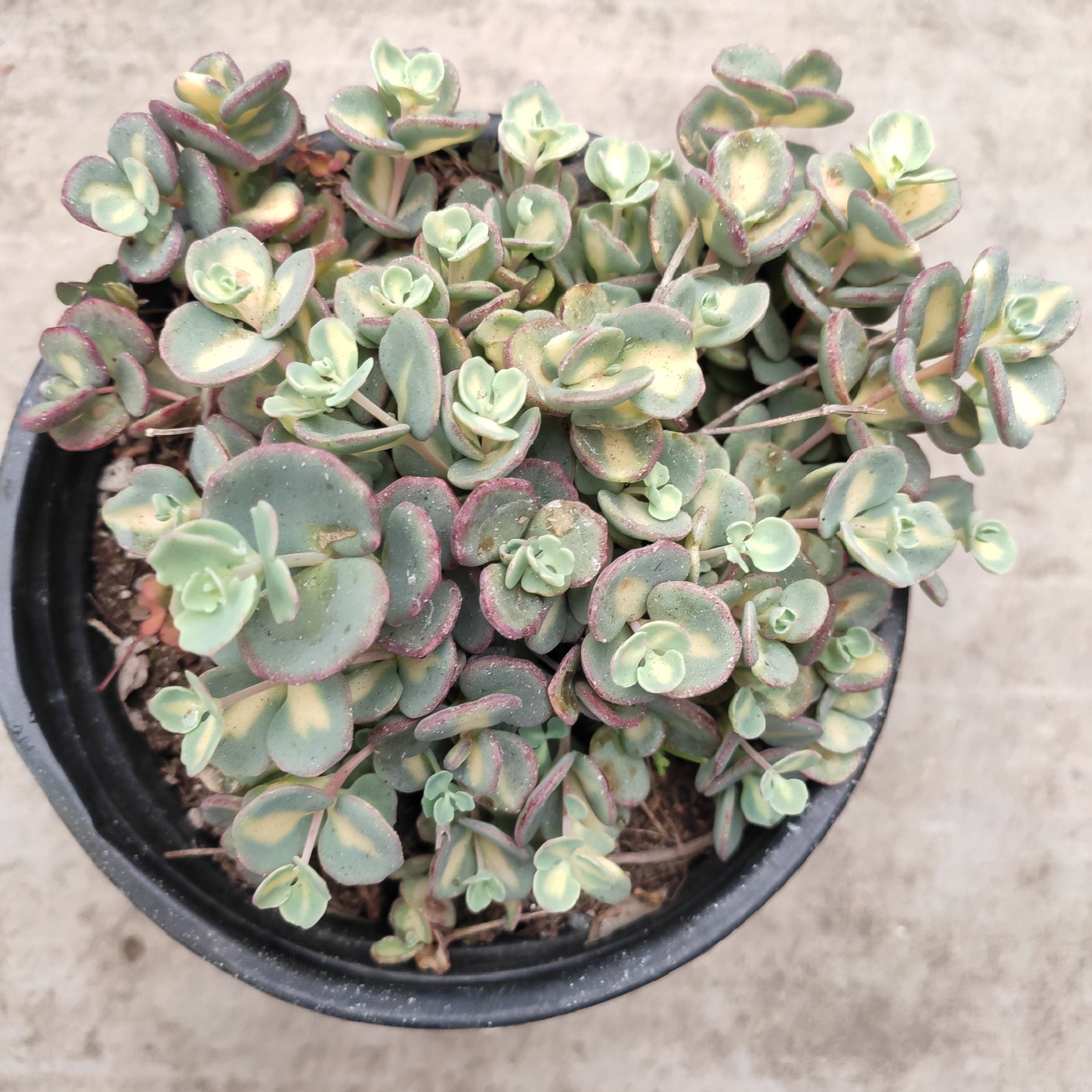 Sedum sieboldii Variegata - Succulents Depot