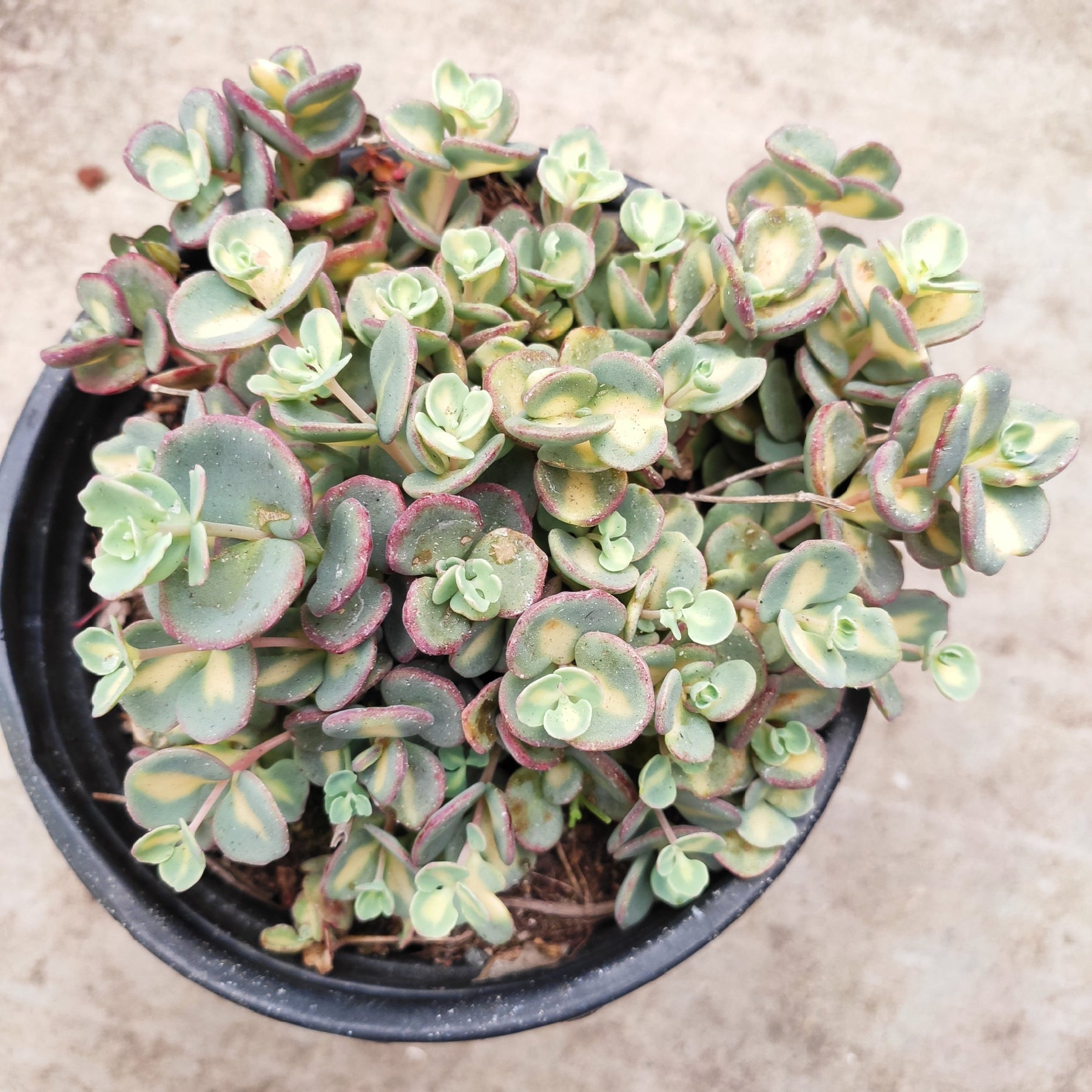 Sedum sieboldii Variegata - Succulents Depot