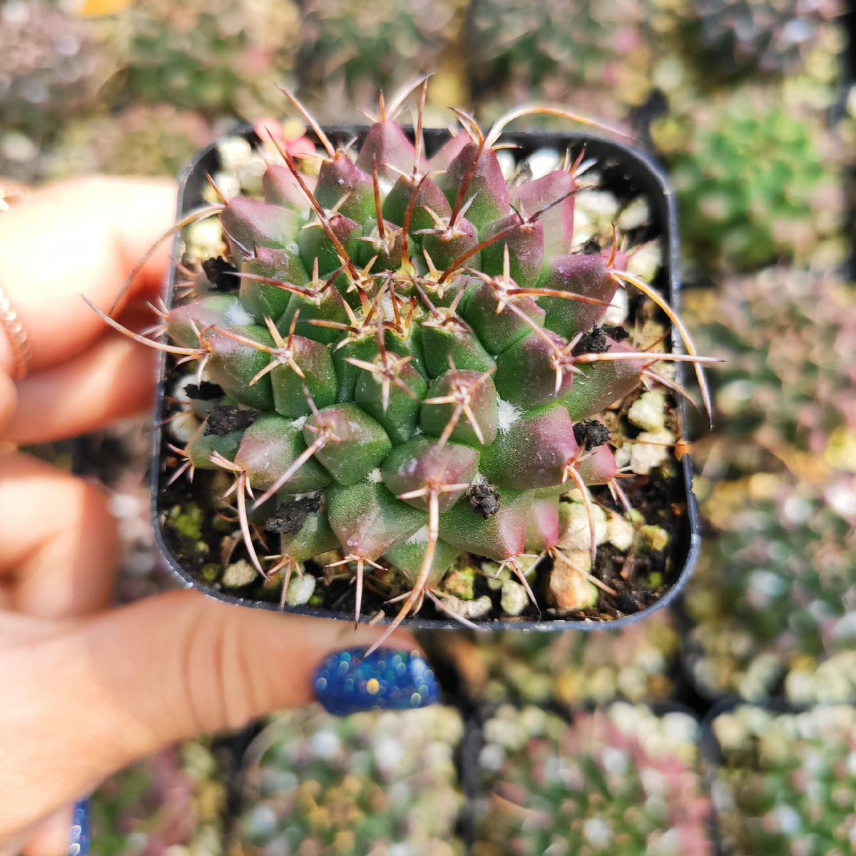 Mammillaria duoformis cactus with reddish-brown spines in gritty soil.