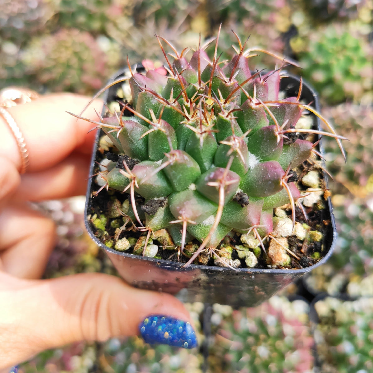 Mammillaria duoformis cactus in nursery pot with grower's hand.