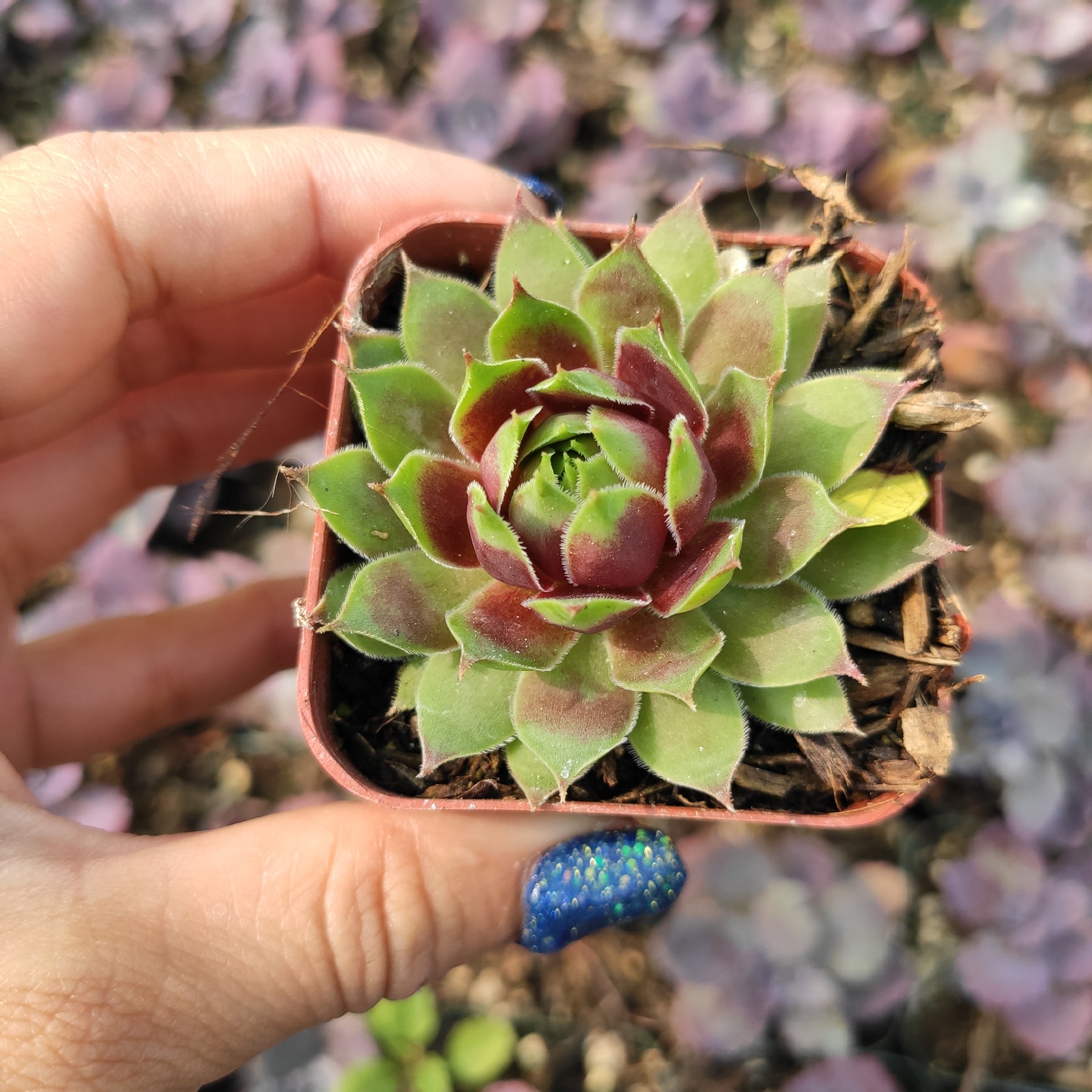 Sempervivum Chick Charms® Cranberry Cocktail™ - Succulents Depot