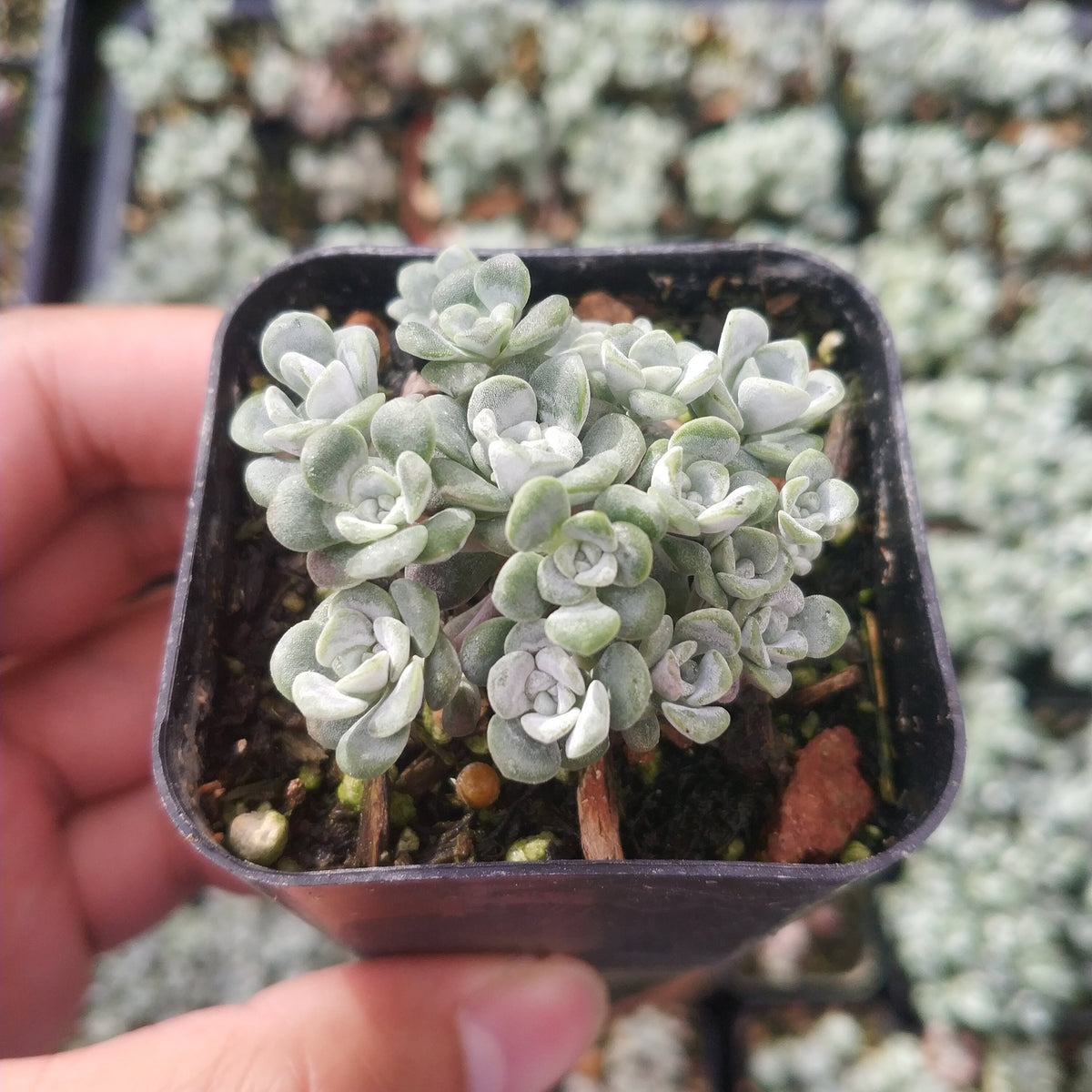 Sedum spathulifolium 'Cape Blanco' succulent with blue-green rosettes.
