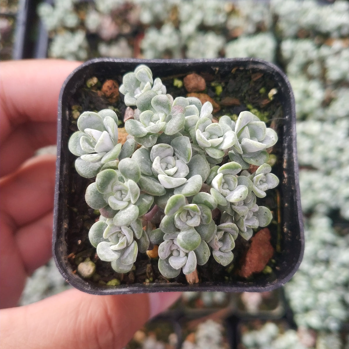 Sedum spathulifolium 'Cape Blanco' Stonecrop in nursery pot.