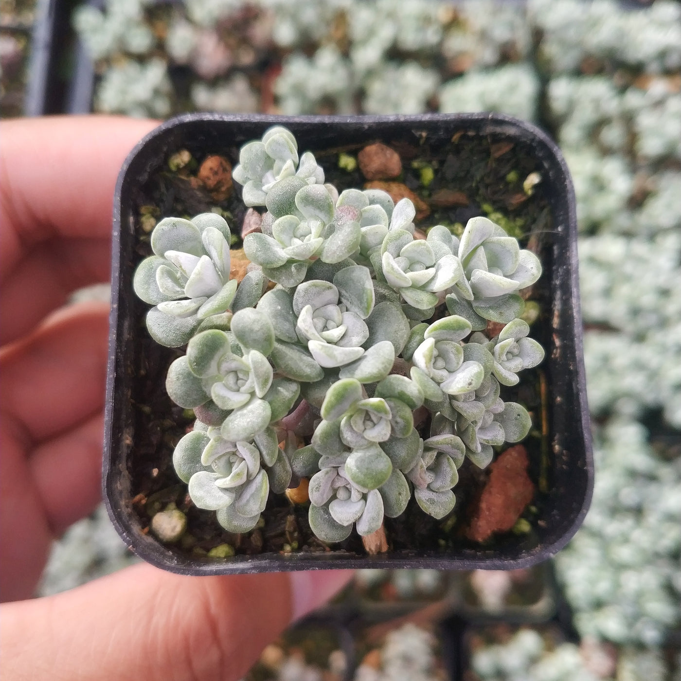 Sedum spathulifolium 'Cape Blanco' Stonecrop - Succulents Depot